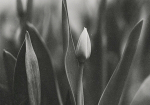 Alister Web Background